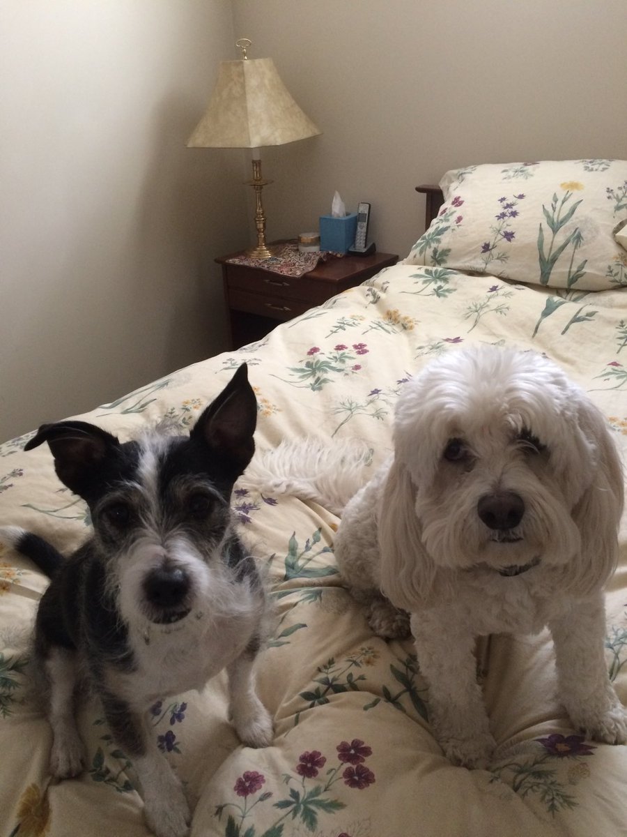 treebaa's tweet image. BBFs with a long-held grudge they won’t talk about. #SecretLifeofDogs #DogLove