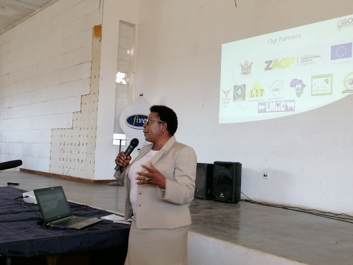 Piwamac's tweet photo. Ever bought goat meat in a supermarket? The big five retailers in Zimbabwe require 100 tonnes of the product per month but supply is too low according to Goat Breeders Association of Zimbabwe. Commercialization is required to boost farmers earnings @ZAGPGoats_Pigs @DrDNdhlukula https://t.co/VFW4PwTKDo