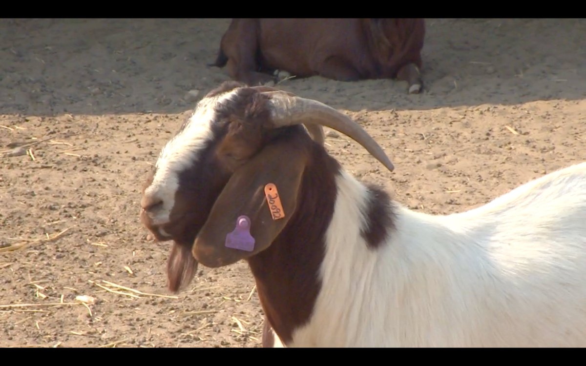 Piwamac's tweet photo. Ever bought goat meat in a supermarket? The big five retailers in Zimbabwe require 100 tonnes of the product per month but supply is too low according to Goat Breeders Association of Zimbabwe. Commercialization is required to boost farmers earnings @ZAGPGoats_Pigs @DrDNdhlukula https://t.co/VFW4PwTKDo