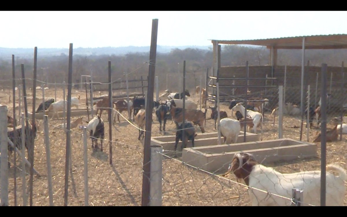 Piwamac's tweet photo. Ever bought goat meat in a supermarket? The big five retailers in Zimbabwe require 100 tonnes of the product per month but supply is too low according to Goat Breeders Association of Zimbabwe. Commercialization is required to boost farmers earnings @ZAGPGoats_Pigs @DrDNdhlukula https://t.co/VFW4PwTKDo