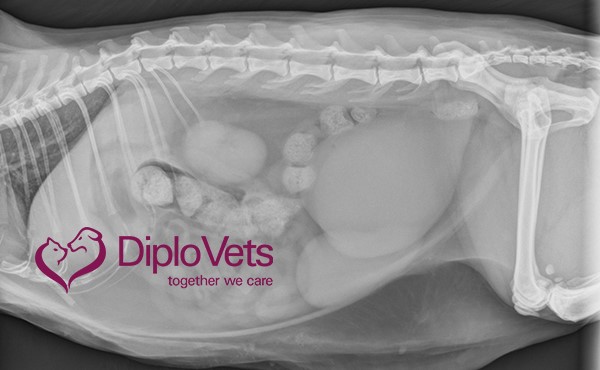 Vets_online's tweet photo. Röntgen-Quiz: Katze Lilly mit Vaginalausfluss – was steckt dahinter?

Wie lautet Ihre Röntgendiagnose?

Die Lösung finden Sie auf dem #Tierärzte-Portal https://t.co/pintrYy52P:
https://t.co/V2tSUXSCEc

Vielen Dank an DiploVets für den Fallbericht!

#vetsonline https://t.co/mLWfqsvEnq