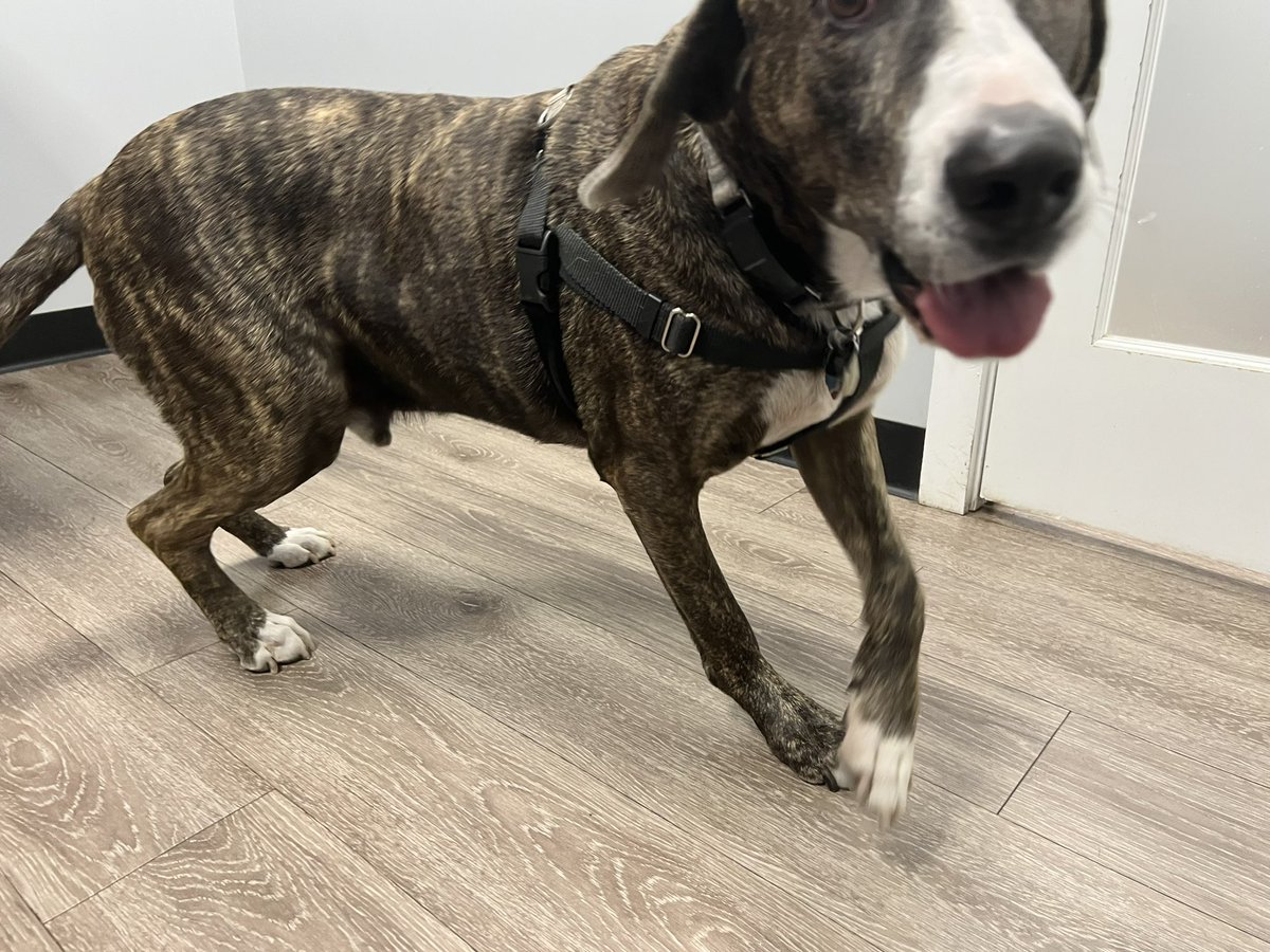 saragoldrickrab's tweet photo. Who’s the BIG BOY who lost 3 lbs, exactly per doctor’s orders!?!

96 lbs strong ♥️

#WarrenBaderHarris #ProudMom
#Age6 https://t.co/NvJWJ4LRoZ