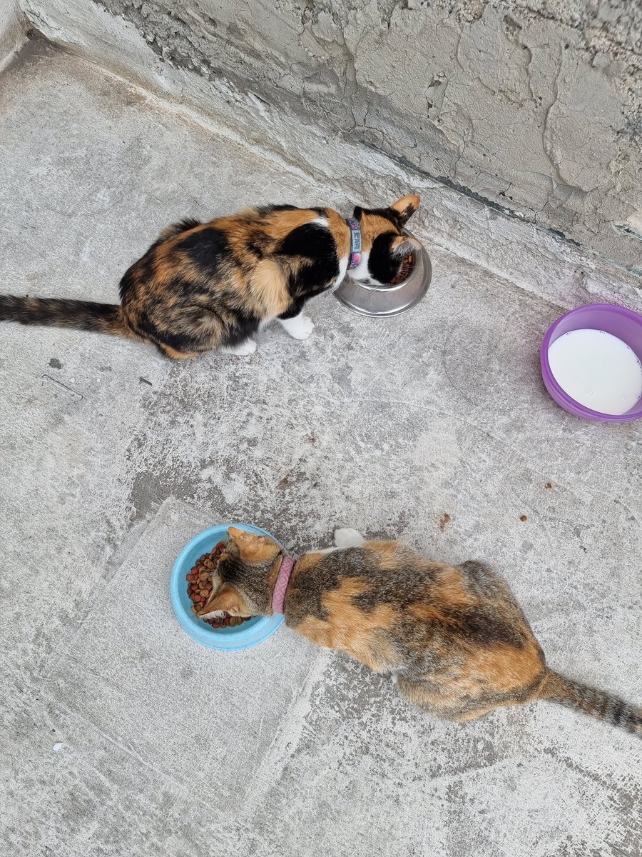 Conde_Crapula_'s tweet photo. Hola buen día, dos gatitas vinieron a tener sus bebés en una bodega qué tengo en la azotea, son dos gatas y 11 gatitos. Necesito quien pueda ponerlas en resguardo ya qué no puedo tenerlas más aquí por trabajos de remodelacion. Urge ayuda
Estoy por metro constitución @ThalizTH https://t.co/cwOwXviSiS