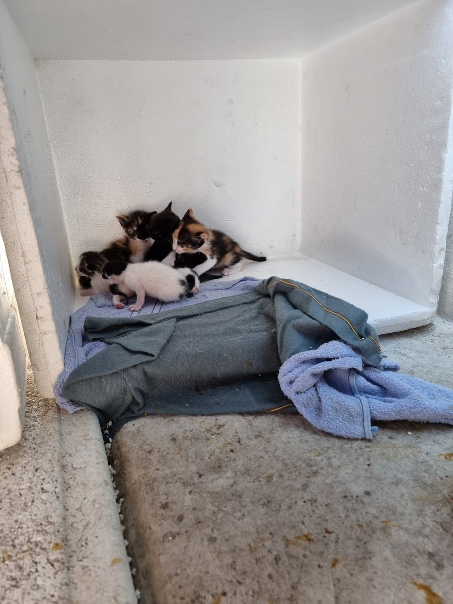 Conde_Crapula_'s tweet photo. Hola buen día, dos gatitas vinieron a tener sus bebés en una bodega qué tengo en la azotea, son dos gatas y 11 gatitos. Necesito quien pueda ponerlas en resguardo ya qué no puedo tenerlas más aquí por trabajos de remodelacion. Urge ayuda
Estoy por metro constitución @ThalizTH https://t.co/cwOwXviSiS