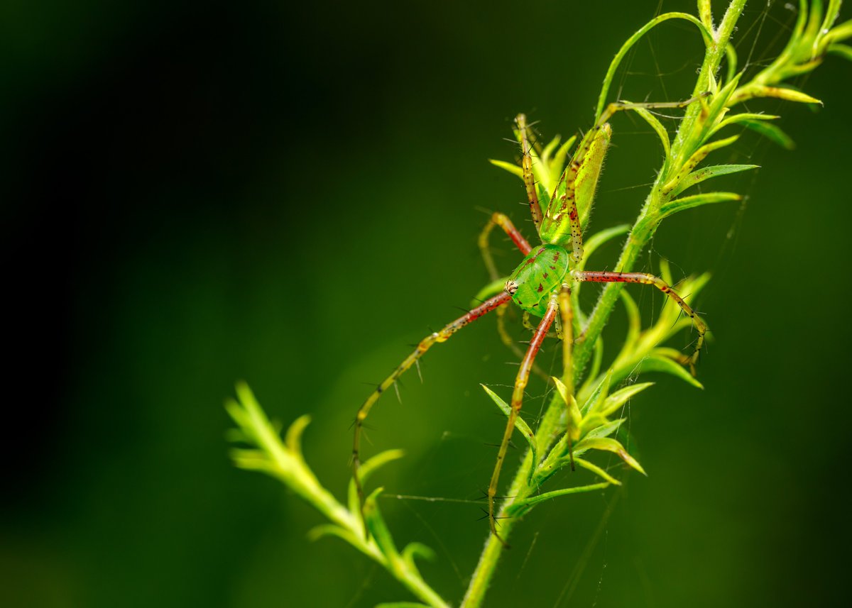 RyanKraftPhoto's tweet photo. Green Lynx Spider
•
📷: Canon EOS R
🔭: Laowa 100mm f2.8 2:1 Super Macro
💡: Canon 580 EX
⚪️: Cygnustech Diffuser V2
💻: Photoshop https://t.co/yM0D79jDT3