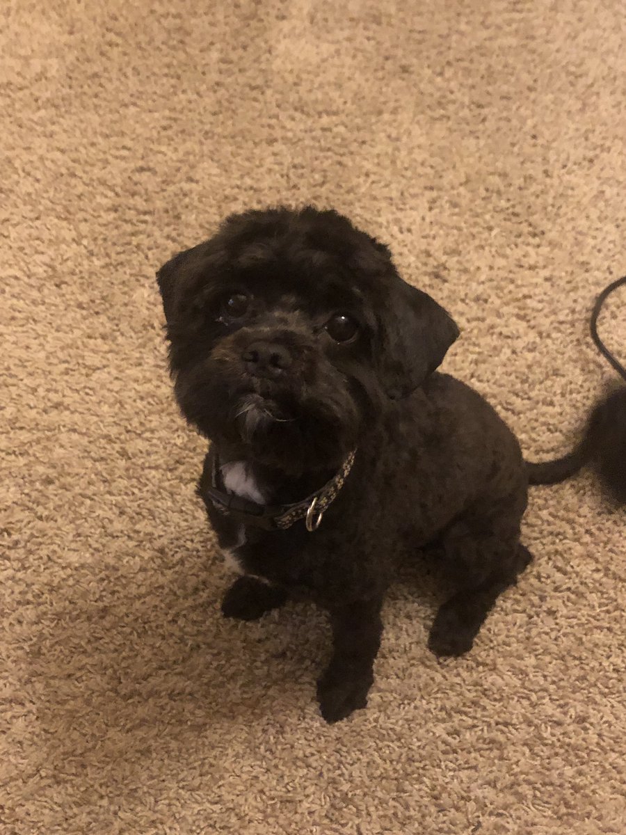 Deja0120's tweet photo. Meet Brodie! I’ve had my Fur Baby Since he was 5 months I think. I have now had him for 6 years! I love him very much! He loves to Cuddle! 
#FurBabyFriday
#Tulsa2gether
#TulsaPremierSupportTeam https://t.co/pG7BJ3xzwb