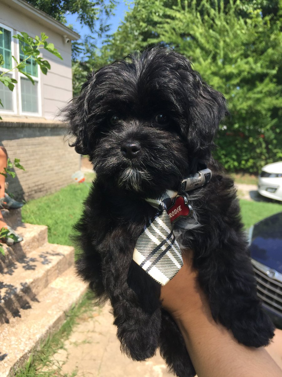 Deja0120's tweet photo. Meet Brodie! I’ve had my Fur Baby Since he was 5 months I think. I have now had him for 6 years! I love him very much! He loves to Cuddle! 
#FurBabyFriday
#Tulsa2gether
#TulsaPremierSupportTeam https://t.co/pG7BJ3xzwb