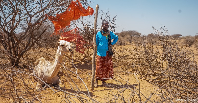 JoyceMsuya's tweet photo. #Kenya is facing its longest drought in at least 40 years.

More than 4 million people are going hungry. 

So far this year, humanitarians have reached more than 530,000 people with urgent assistance.