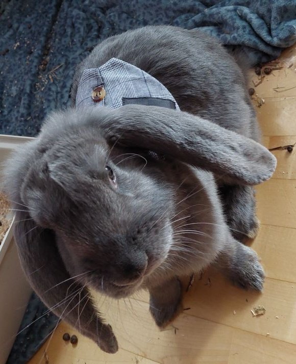 My gentleman 
#bunny #rabbit