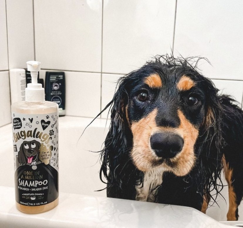 bugalugspet's tweet photo. Pedro is using our One in a Million Shampoo🤩

A luxury pH balanced dog shampoo with a distinctive fragrance that cleans, conditions &amp; moisturises 🐾

Also available in our matching cologne 🐶

Shop now: https://t.co/VE4mHB79kD 

#DogsOnTwitter #dogsoftwitter #petcare https://t.co/g5LqM1UhZg