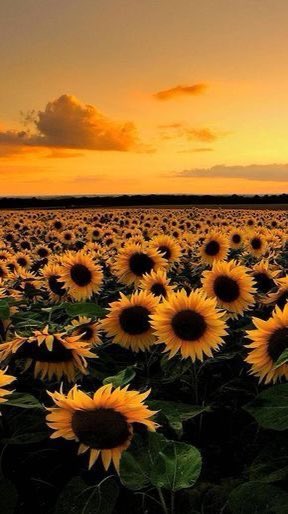 🕊🌻
عن الذين أربكوا النبض بداخلنا يومًا حتى ظننا أننا لن نستفيق من خمرة الشعور،،،
سُبحان من جعلكم صفحة مطوية على رفٍ قديم نخجل أن نُحاكي بهِ الحاضر .