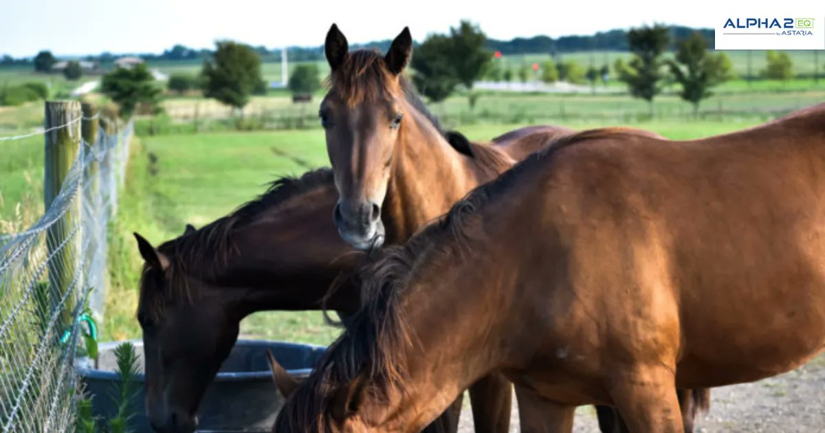 AstariaGlobal's tweet photo. Does your horse often leave feed in his bucket? Do you struggle to keep him at a healthy weight? 

Here’s how to deal with your picky eater: https://t.co/hmH8LqoTVr

#horsehealth #horses #equine https://t.co/PaQvUGWijd