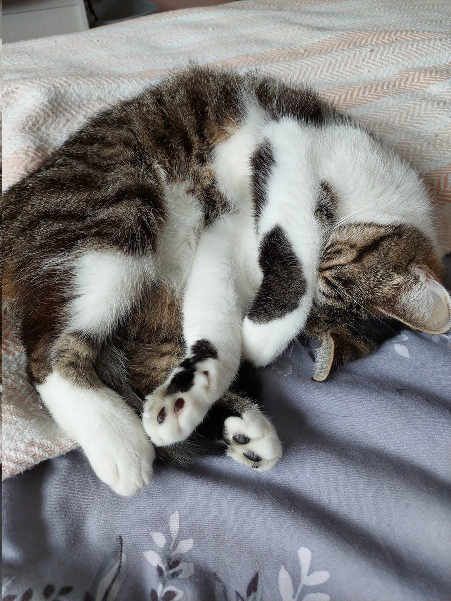 mandr33's tweet photo. @CatsProtection Minky-Moo 😻 https://t.co/LRPzmj0p0x