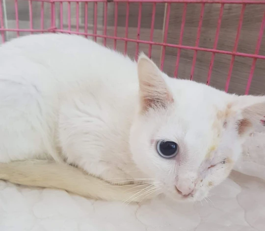 TheSoundOfAnim2's tweet photo. L'histoire de Titou a défrayé la chronique en 2019
Sauvagement attaquée à la machette sa tête était fendue en 2, nez, oeil, mâchoire et cerveau exposés à l'air libre
Conduite en urgence à l'hôpital, une chirurgie reconstructrice a été faite
Elle a depuis trouvé une famille 😺💗😺 https://t.co/4eNxds3nBt