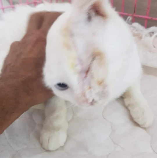 TheSoundOfAnim2's tweet photo. L'histoire de Titou a défrayé la chronique en 2019
Sauvagement attaquée à la machette sa tête était fendue en 2, nez, oeil, mâchoire et cerveau exposés à l'air libre
Conduite en urgence à l'hôpital, une chirurgie reconstructrice a été faite
Elle a depuis trouvé une famille 😺💗😺 https://t.co/4eNxds3nBt