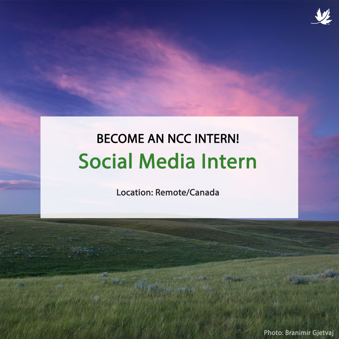 NCC_CNC's tweet photo. Do you love making content? Are you a creative person who is passionate about nature conservation? Join our team as a Social Media Intern! Learn more and apply here: https://t.co/1AHmDlfGBz https://t.co/fjX2jatqx5