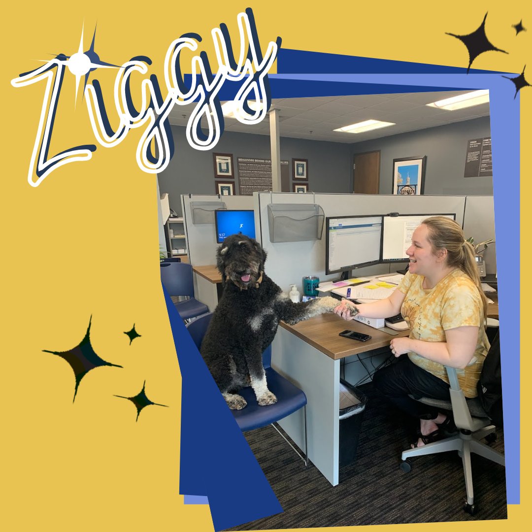 Please help us welcome our newest associate who just snagged a job as a food quality inspector for a prestigious dog food brand. Congrats, Ziggy!