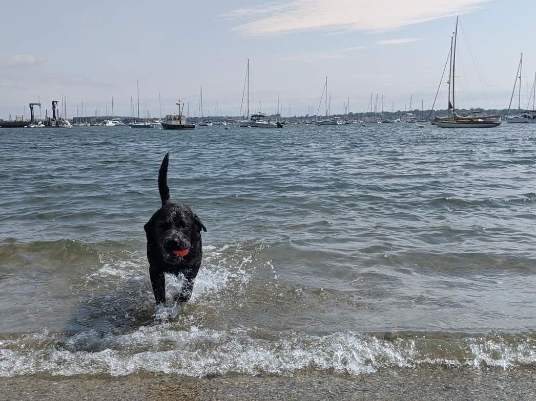 hasmith3n's tweet photo. I don't post often, but when I do... Happy 3.5 years' birthday, Barley B!! Life is so much better with you and your goofy self in it!!
#BarleyB_by_the_sea #lighthouseliving #EnglishLabs #citybythesea #NPT https://t.co/EXLaswP9K8