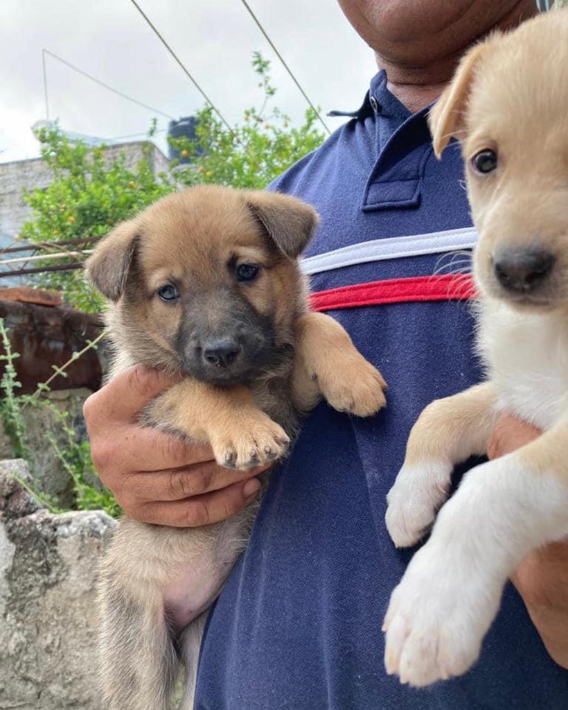 arkharmony's tweet photo. Last weekend, we took a trip to Ocotlan, Jalisco. Walking through a hollow lot we found three abandoned puppies, Chocolate, Vanilla, and Cappuccino. All three are beautiful. They were cold, we offered them water and food. They surely miss their mommy.

#dog #dogs #doglover https://t.co/LmKkOMDAPD