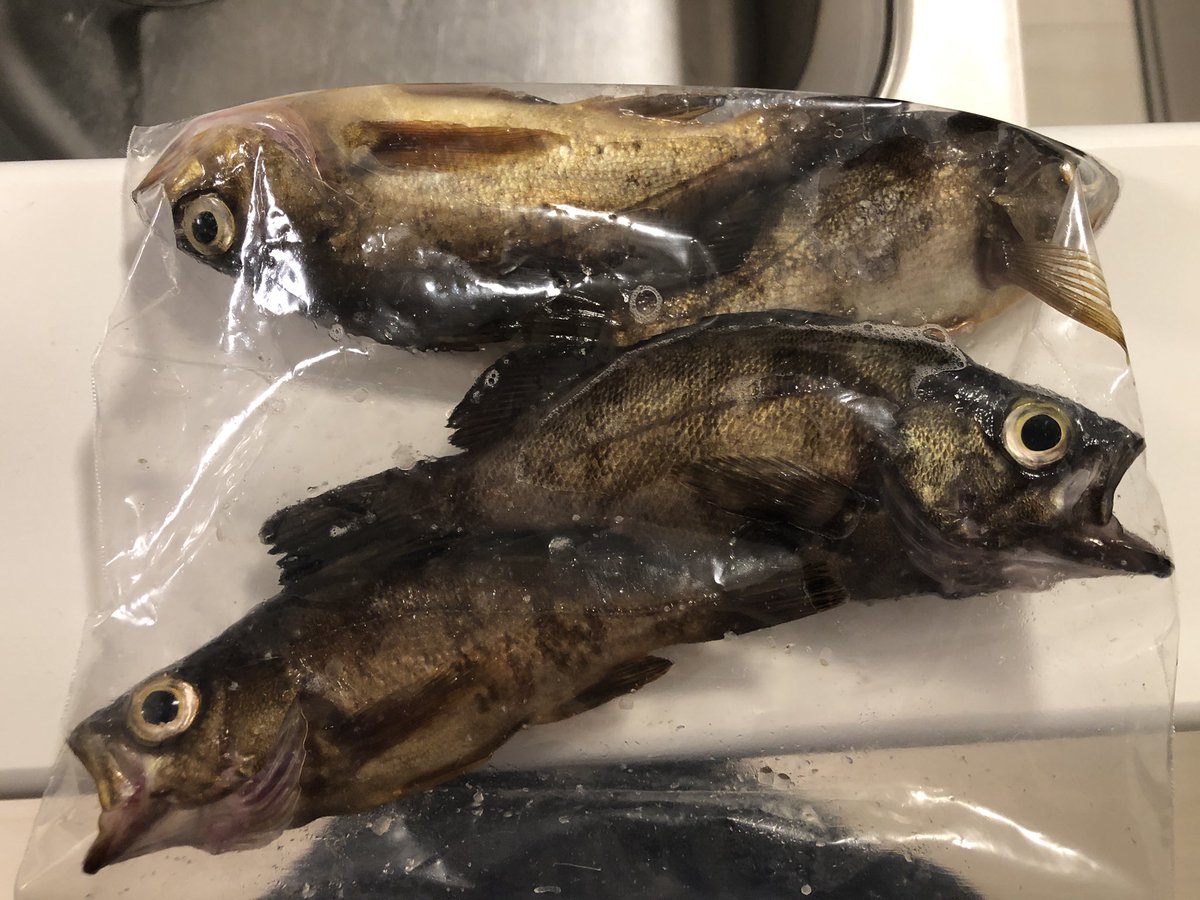 hyrrtnk's tweet photo. タコとメバル釣れた https://t.co/GFH0Zg0nSJ