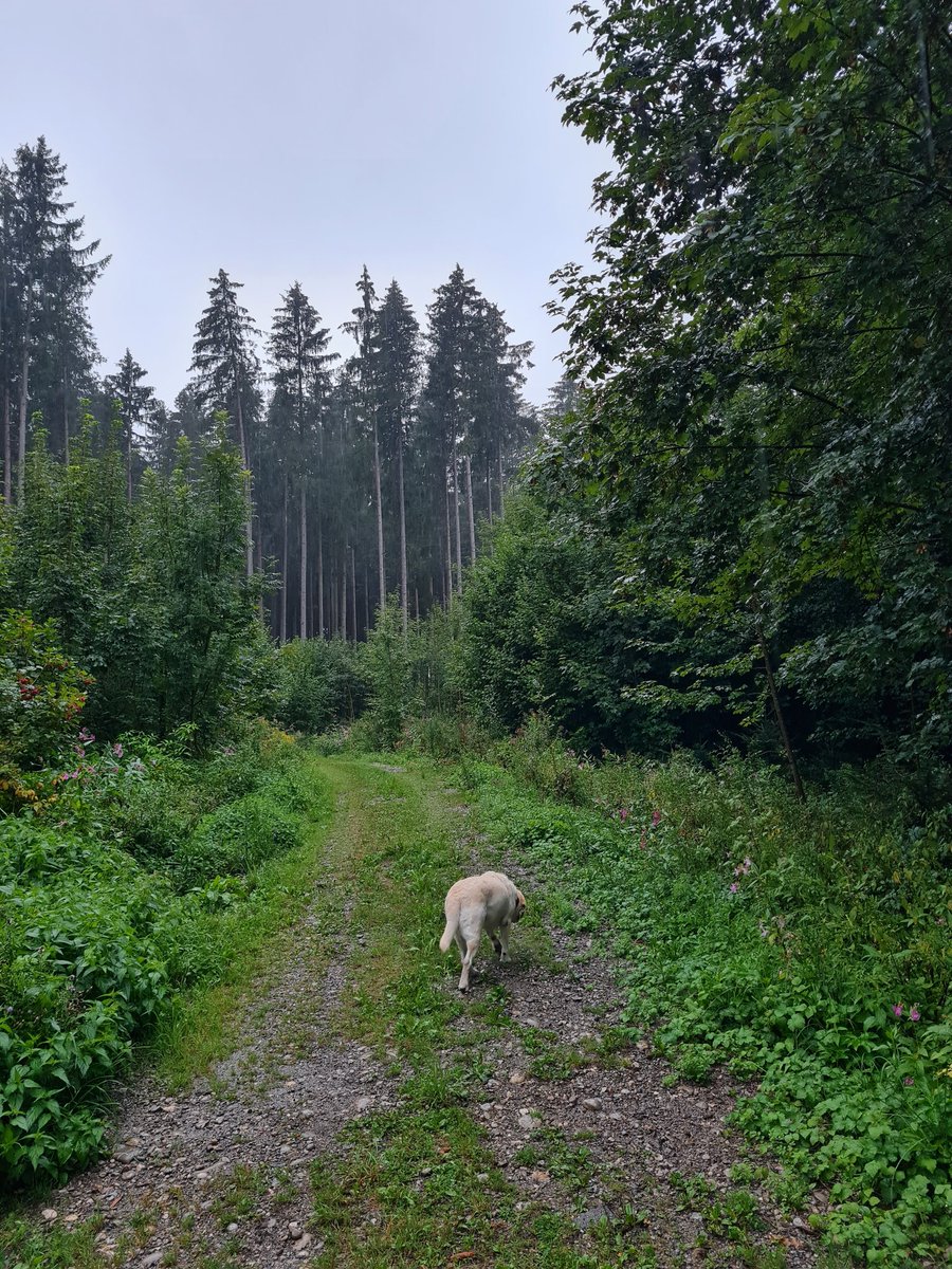 lars_hermes's tweet image. Seit einer gefühlten Ewigkeit endlich mal wieder Gassi in strömenden Regen 😁