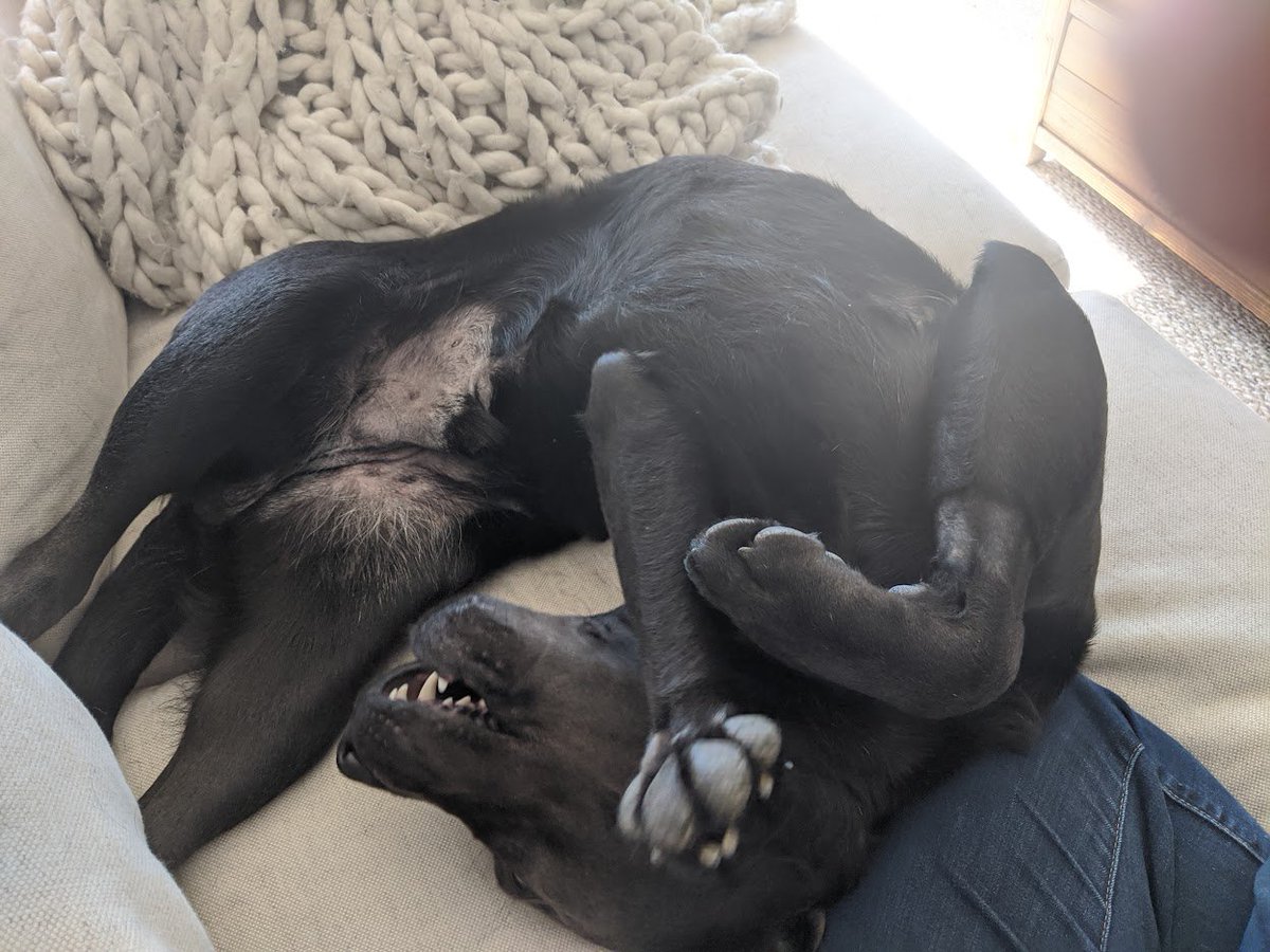 I don't post often, but when I do... Happy 3.5 years' birthday, Barley B!!  Life is so much better with you and your goofy self in it!!   

#BarleyB_by_the_sea #lighthouseliving #EnglishLabs  #citybythesea #NPT