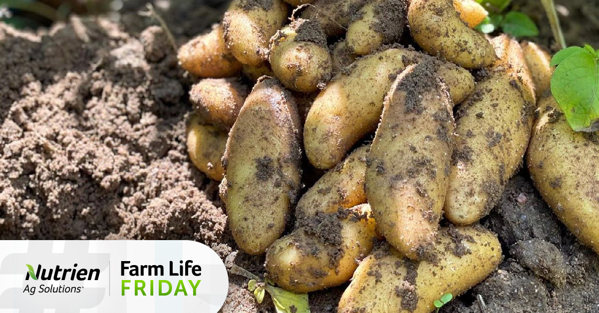 NutrienAgRetail's tweet photo. This #FarmLifeFriday is #NationalPotatoDay! #DYK potatoes are grown in all 50 states? 🥔 https://t.co/xnTJRHX3Pt