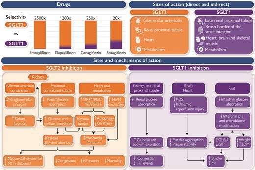 BartoszHudzik's tweet photo. Does #SGLT1 inhibition add to the benefits of #SGLT2 inhibition in the #prevention & #treatment of #HF 👉 https://t.co/tRQCKltalS #CardioTwitter @MarcoMetra @DLBHATTMD @SABOURETCardio @rahatheart1 @DrLindaMD @HanCardiomd @kamleshkhunt @ESC_Journals @gbiondizoccai @DrMarthaGulati https://t.co/kDWNd1yy34