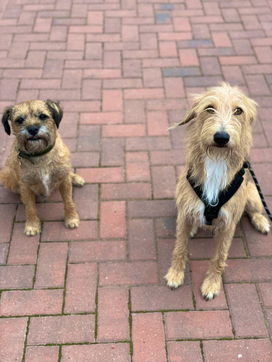 Day out with my furcuz Beau today 🥰 #BTPosse #BorderTerrier #BedlingtonWhippet #handsomeboys