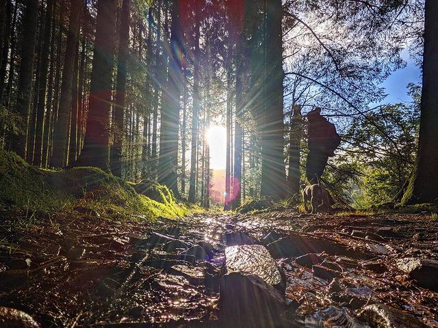 Breaking through the trees Use #explorebreconbeacons to be featured 📷© @the.welsh.sherpa