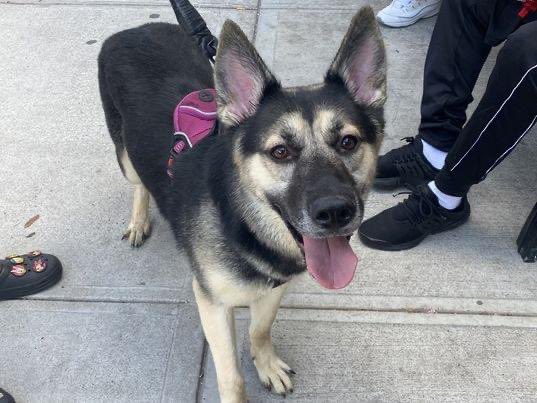 Keith Olbermann's Dogs tweet media