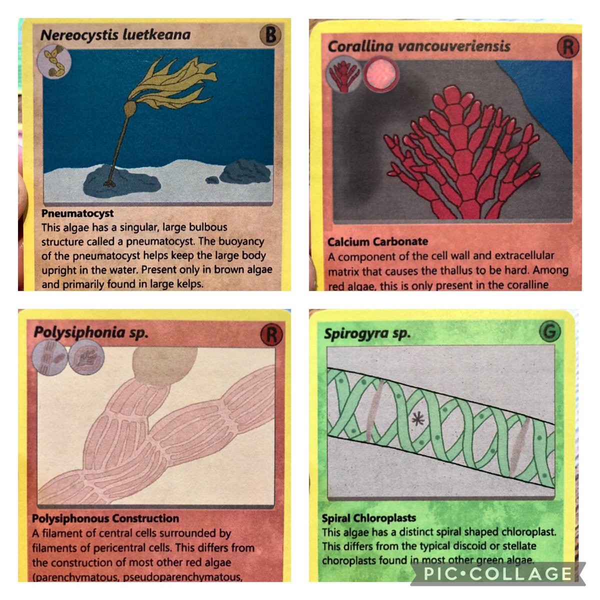 Bridgette Clarkston tweet media