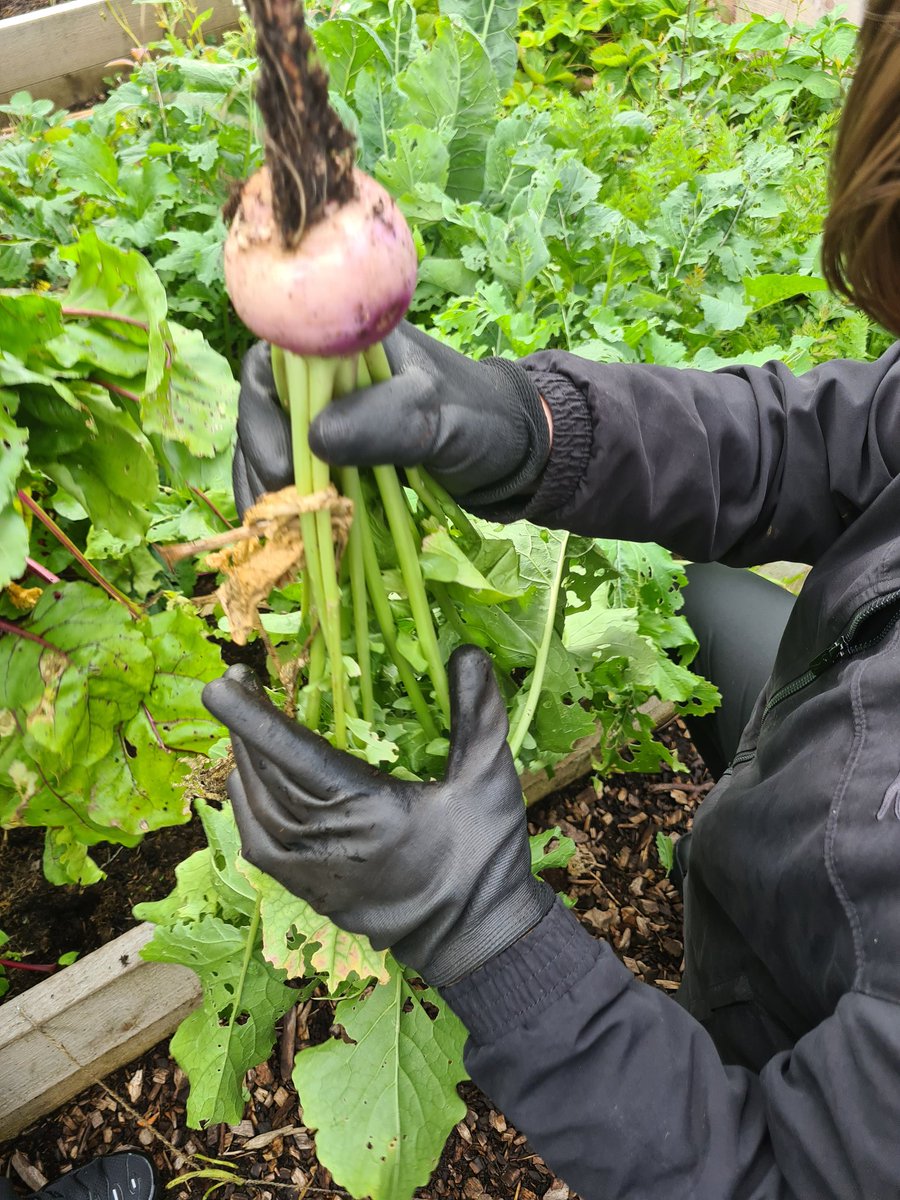 astragardens's tweet photo. S3 were harvesting root veg today to go into the veg trays that were put together by S4 this afternoon. Thank you to all the staff that purchased the trays to help support the garden @ArdAcademy @DYWAyrshire @NAC_STEM @AyrshireChamber @RHSSchools @caleygrowlearn https://t.co/DXBhSg7PCN