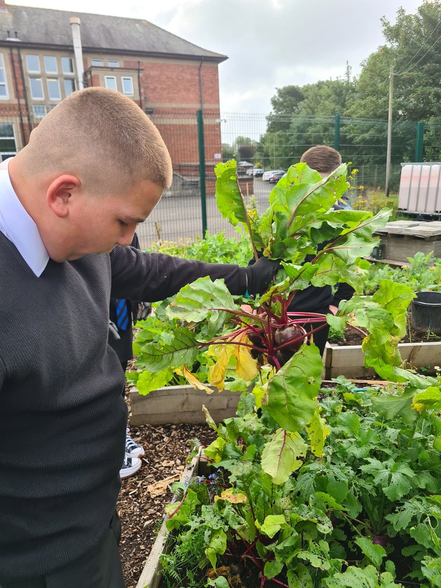 astragardens's tweet photo. S3 were harvesting root veg today to go into the veg trays that were put together by S4 this afternoon. Thank you to all the staff that purchased the trays to help support the garden @ArdAcademy @DYWAyrshire @NAC_STEM @AyrshireChamber @RHSSchools @caleygrowlearn https://t.co/DXBhSg7PCN