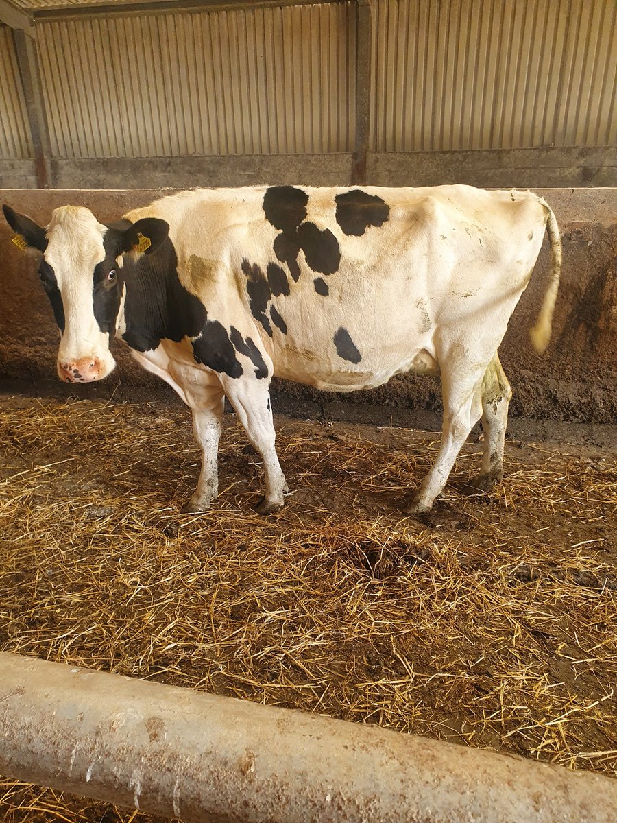 CiaranOShea11's tweet photo. 2 more on their holidays.
#dryoff #autumncalving https://t.co/cMByl2OtUe