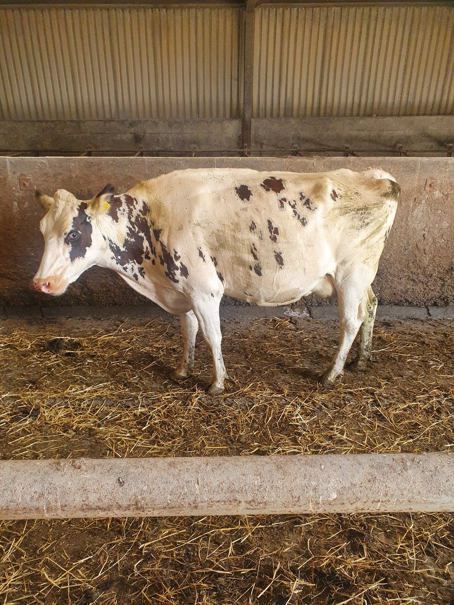 CiaranOShea11's tweet photo. 2 more on their holidays.
#dryoff #autumncalving https://t.co/cMByl2OtUe