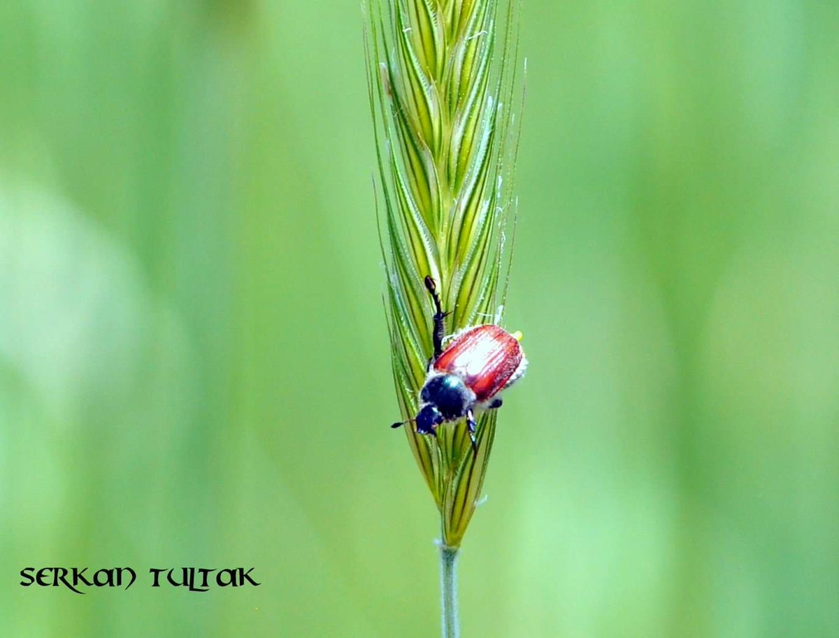 serkantultak's tweet photo. Bir Başak, Bin Mucize... Fotoğraf 📷 Serkan Tultak
#nikond7200 #nikon_turkiye #nikonturkiye #nikond7200photography #lestguide #worldtourists #places #fotoğraf #gununkaresi #natgeotravel #travelphotography #naturephotography #thegezginler #photooftheday #travel #gezelimgörelim https://t.co/fkxqNdhsei