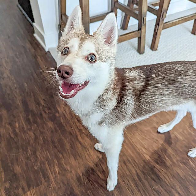 fiile20's tweet photo. always so happy 😄
#woof 
#DogLover 
#dogs 
#kleekaination
#puppers
#calidog
#DogsOnTwitter 
#California 
#dogstyle 
#DogShow 
#goodboy 
#boy
#dogmodel
#DogDays 
#happyday 
#doglife 
#USA 
#usddogs
#pets https://t.co/A7d15ZwPn7