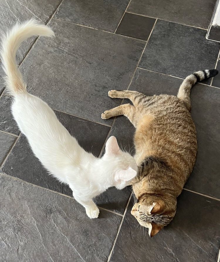 ziggysoleri's tweet photo. è ufficiale!! it's official!! all cats in the house are now friends! 🌟 https://t.co/5MGurn0luP