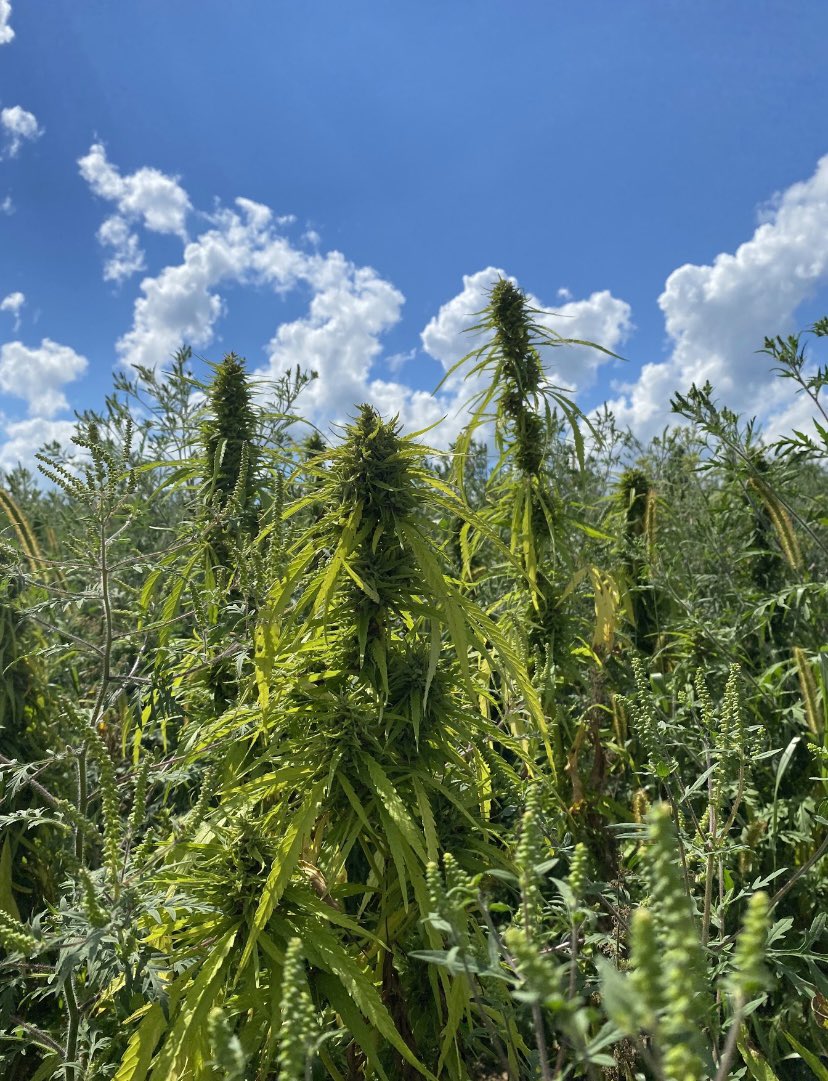 Latinas Grow tweet media