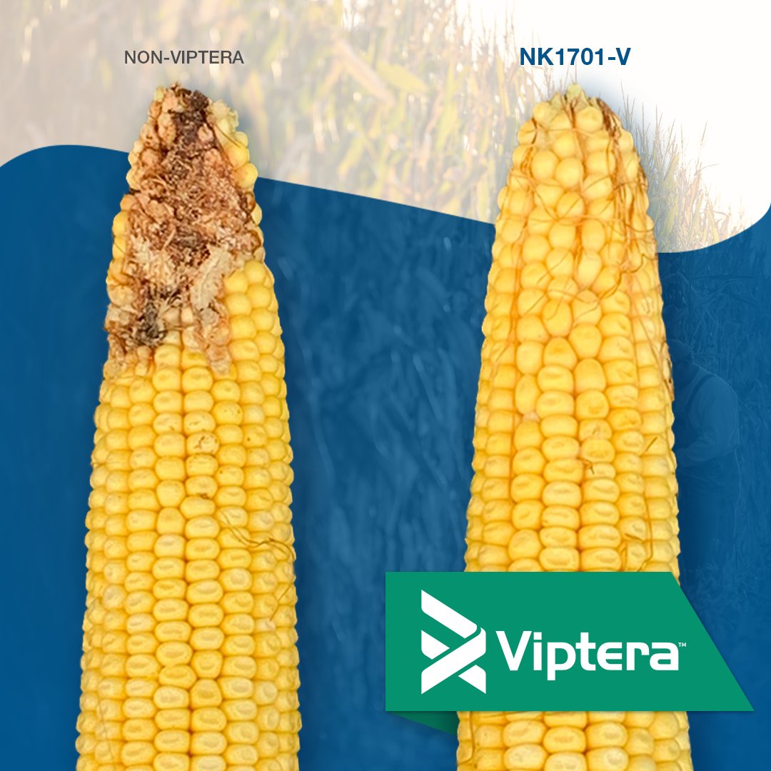 NK Seeds tweet media