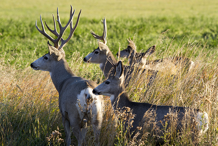 OODMag's tweet photo. Manitoba guards against CWD.
https://t.co/A00PsJAglt
#Hunting #Fishing #Outdoors #News #ChronicWastingDisease #CWD #Cervids #Deer #Moose #Elk #Caribou #Whitetails #MuleDeer #Samples #Surveillance #Culls #Containment https://t.co/A0LsOr5S4r