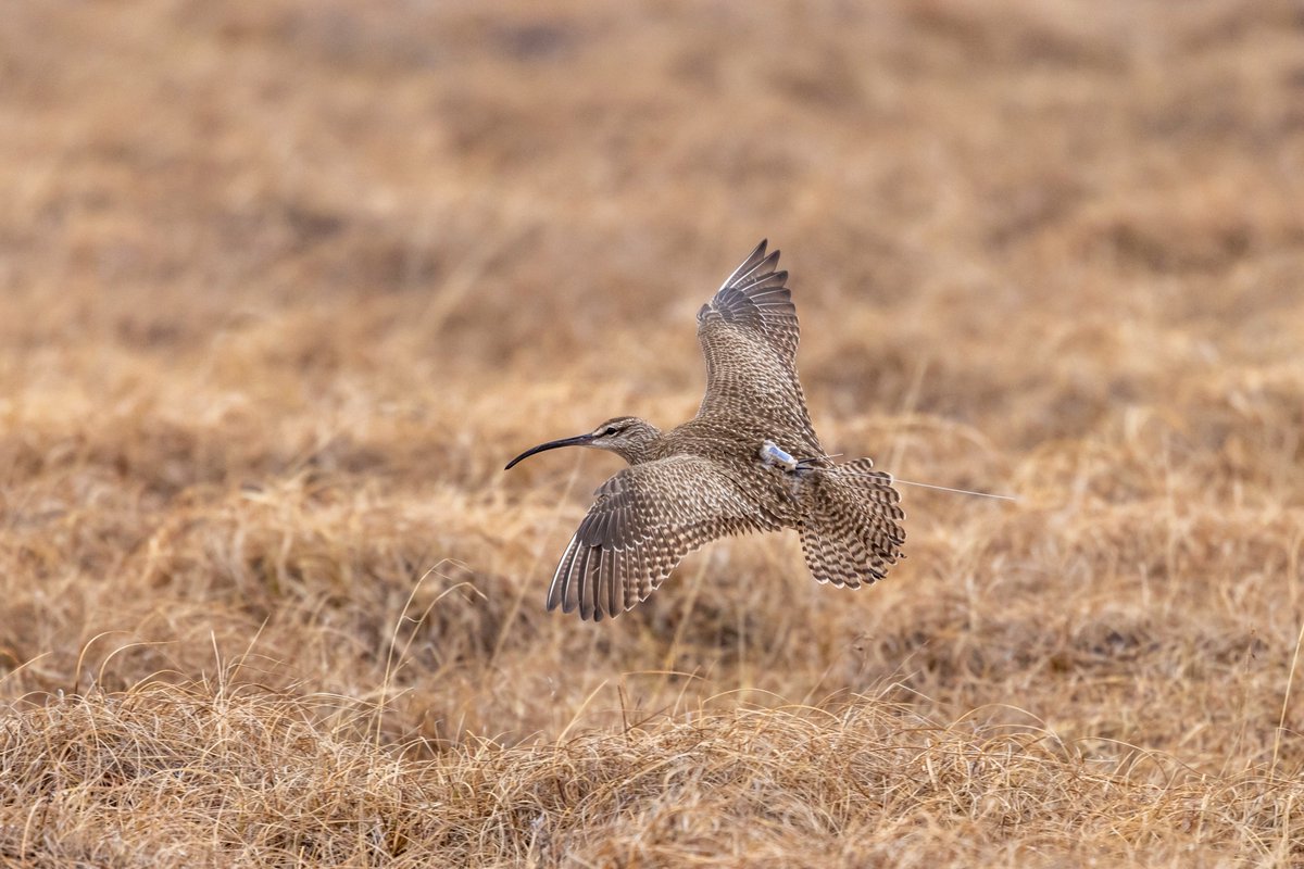 Where do Whimbrels go during migration? After tagging over 30 birds with trackers this spring and summer, we may have some answers. manomet.org/publication/sa…