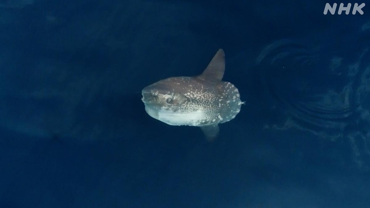 ダーウィンが来た！ on Twitter: "【21日夜7時30分～ #マンボウ】 マンボウには溺れた人を助けたという逸話が残っています ...