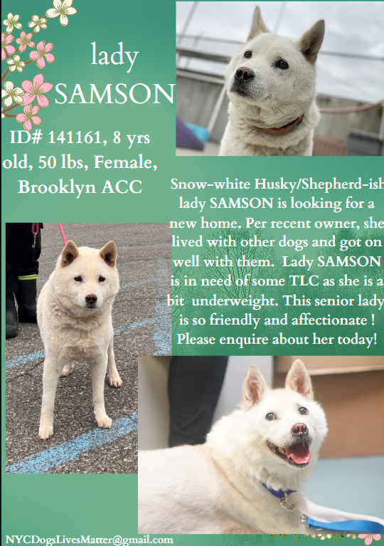 🚑🆘🚑Lady Samson🚑🆘🚑 #NYCACC #141161 🚨Urgent Medical🚨 Level 1 #Adopt Our Lady is the Best of the Best Pneumovirus, Mycolplasma & Bronchiseptica 8 yrs & underweight Needs TLC, Meds & ❤️ 🐶Friendly Pls #Pledge #Foster facebook.com/NYCDogsLivesma… 📩nycdogslivesmatter@gmail.com