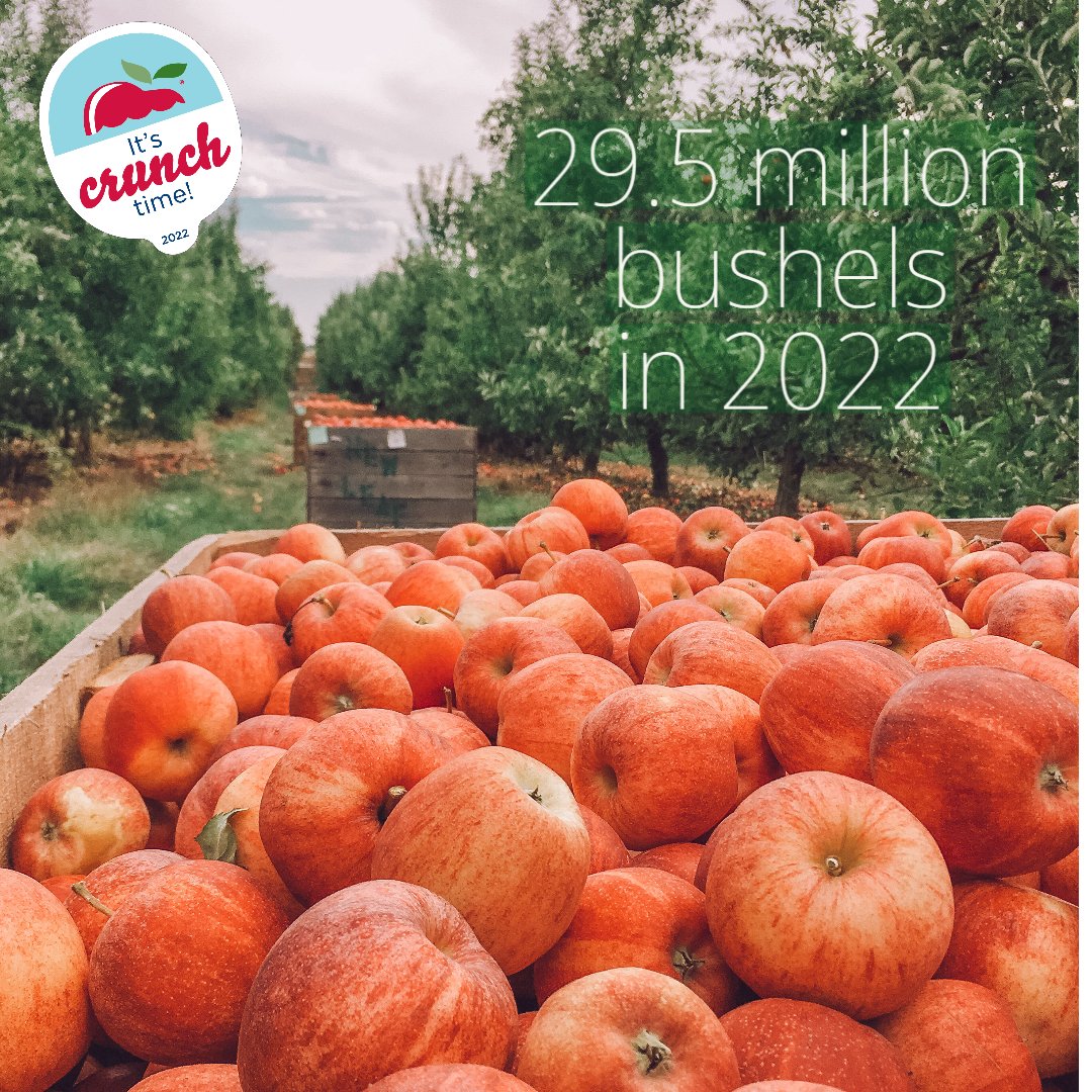 #MIapple growers are expected to harvest 29.5 million bushels (1.239 billion pounds) of apples in 2022. It's Crunch Time!