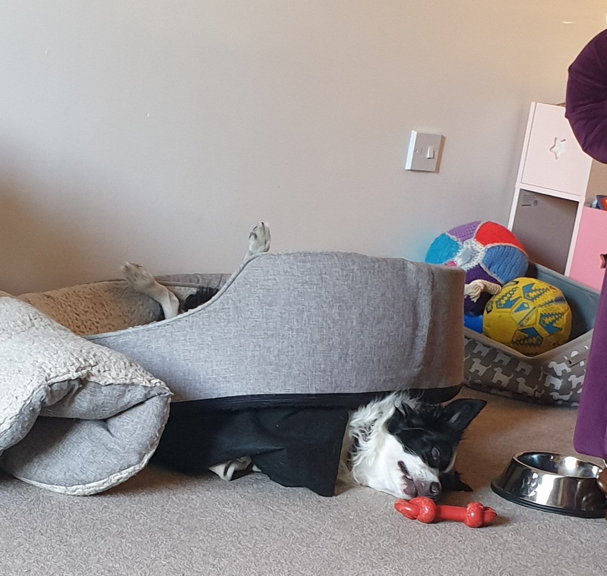 bella_collie's tweet photo. Home sweet home. But I do want to go back to Cornwall asap! Best holiday yet I think #dogsoftwitter #bordercollie #HomeSweetHome https://t.co/6Ldm0sZpot