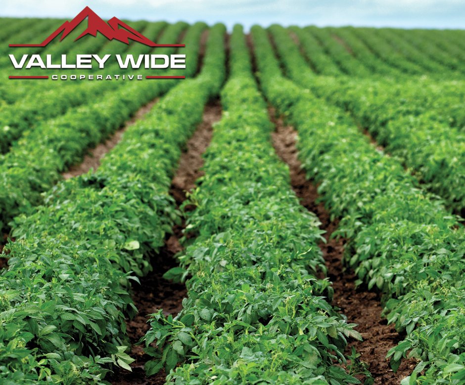 Idaho leads the nation in #potato production, so it only seems fitting that we celebrate #NationalPotatoDay today! Thank you to the hard-working potato farmers out there feeding the world! valleywidecoop.com #valleywidecooperative #Potatoes #idaholife #farming