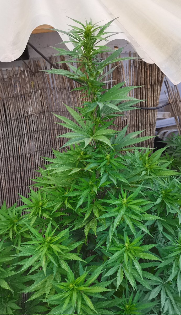 CPTN_Rastafari's tweet photo. Le falta una buena inyección de alimento...
#SnowRipper de @GreenbudSeeds #Autocultivo #growyourown #Outdoor https://t.co/BloNWwWql7