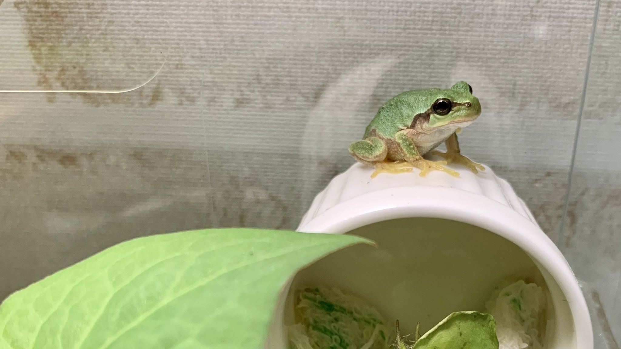 Sachi Mk 速報 おこめちゃん 人工餌食べたーーーー しかも 2 口 も 今日イエコ買いに行く予定だったけど 数少なめにして良いのかな アマガエル カエル レオパドライ T Co Lkbr54fd9l Twitter